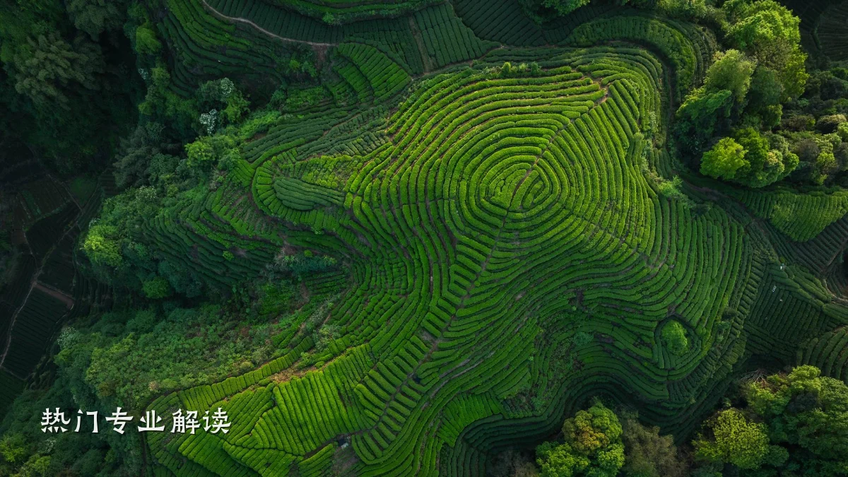 热门专业解读
