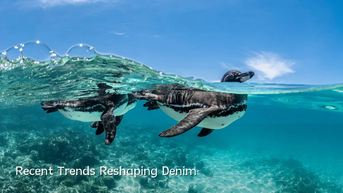 Recent Trends Reshaping Denim